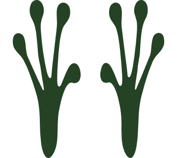 Two green frog footprints.